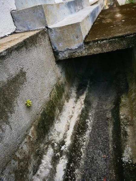 Wild Plant Sprouting Out Concrete Wall — Stock Photo, Image