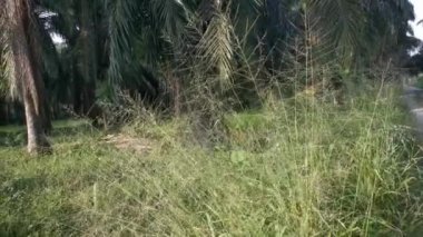 Yaban otları kırsal yolda hızla büyüyor..