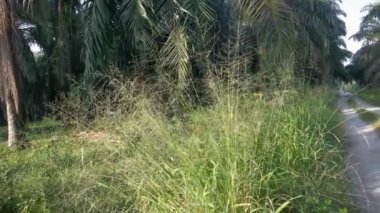 Yaban otları kırsal yolda hızla büyüyor..