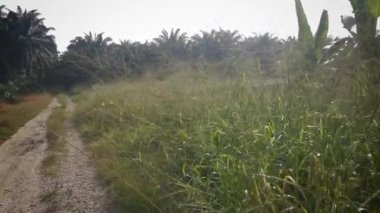 Yaban otları kırsal yolda hızla büyüyor..