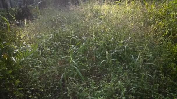 Erba Selvatica Grappolo Cresce Selvaggiamente Lungo Strada Rurale — Video Stock