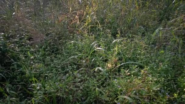 Wilde Onkruid Bunchgrass Groeit Wild Langs Landelijke Weg — Stockvideo