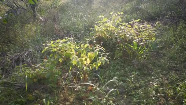 Erva Daninha Selvagem Bunchgrass Crescendo Descontroladamente Longo Estrada Rural — Vídeo de Stock