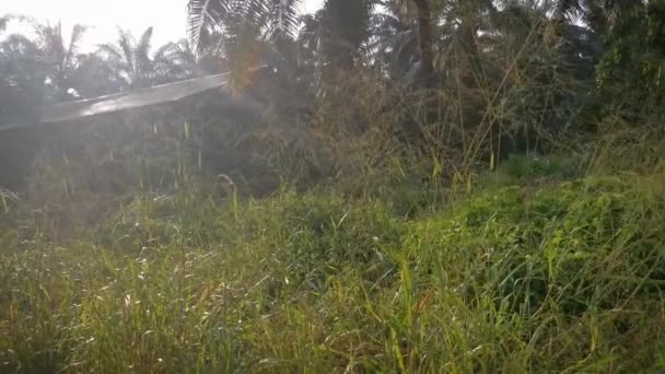 Wildkräuterbüschelgras Wächst Wild Entlang Der Landstraße — Stockvideo