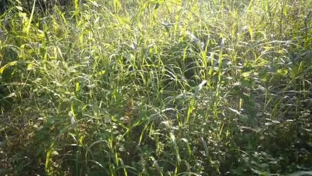 Wilde Onkruid Bunchgrass Groeit Wild Langs Landelijke Weg — Stockvideo
