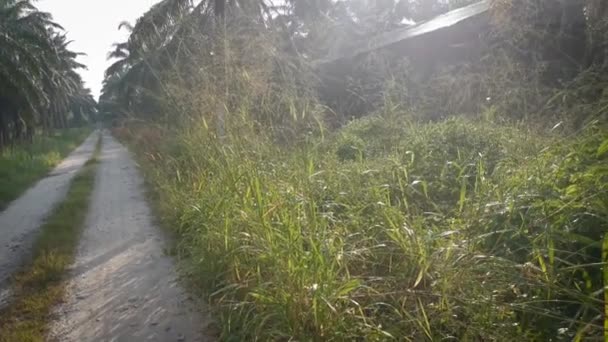 Wilde Onkruid Bunchgrass Groeit Wild Langs Landelijke Weg — Stockvideo