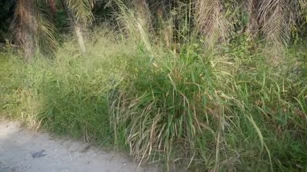 Hierba Silvestre Manojo Malezas Creciendo Salvajemente Largo Carretera Rural — Vídeo de stock