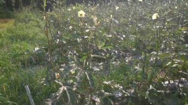 Çiftlikteki abelmoschus esculentus sebzesi sahnesi