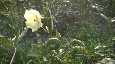 Çiftlikteki abelmoschus esculentus sebzesi sahnesi