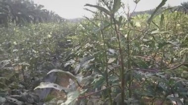 Çiftlikteki abelmoschus esculentus sebzesi sahnesi