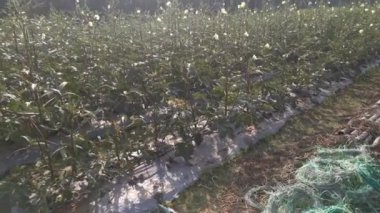 Çiftlikteki abelmoschus esculentus sebzesi sahnesi