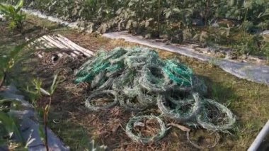 Çiftlikteki abelmoschus esculentus sebzesi sahnesi