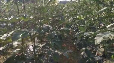 Çiftlikteki abelmoschus esculentus sebzesi sahnesi
