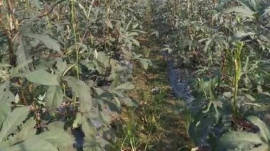 Çiftlikteki abelmoschus esculentus sebzesi sahnesi