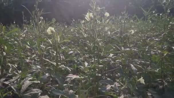 农场里的扁豆类蔬菜的场景 — 图库视频影像