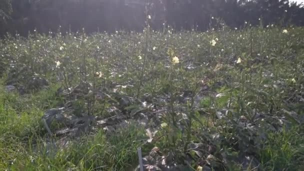 Szene Des Abelmoschus Esculentus Gemüse Auf Dem Bauernhof — Stockvideo
