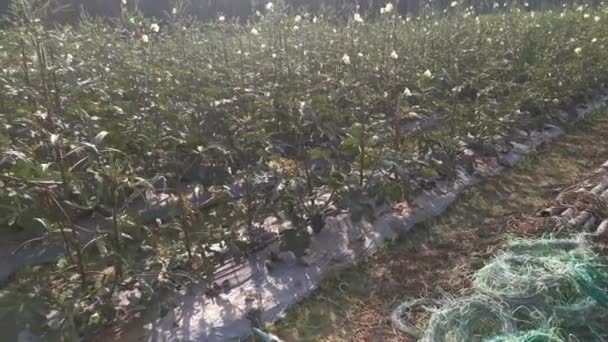 Escena Verdura Abelmoschus Esculentus Granja — Vídeo de stock