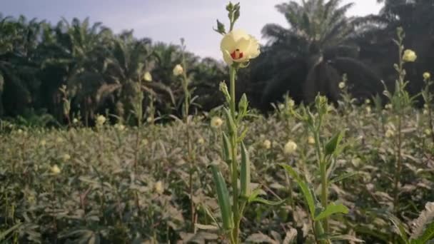 Szene Des Abelmoschus Esculentus Gemüse Auf Dem Bauernhof — Stockvideo