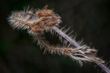 Kurumuş dikenli dikenli dalın yakın çekimi
