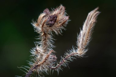 Kurumuş dikenli dikenli dalın yakın çekimi