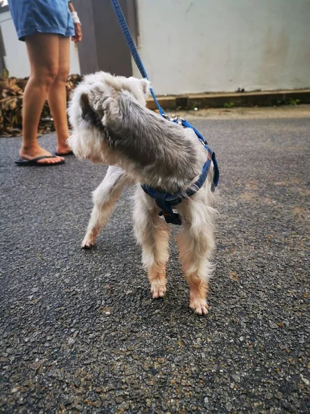 Ismeretlen Hölgy Viszi Schnauzer Kutyát Sétálni — Stock Fotó