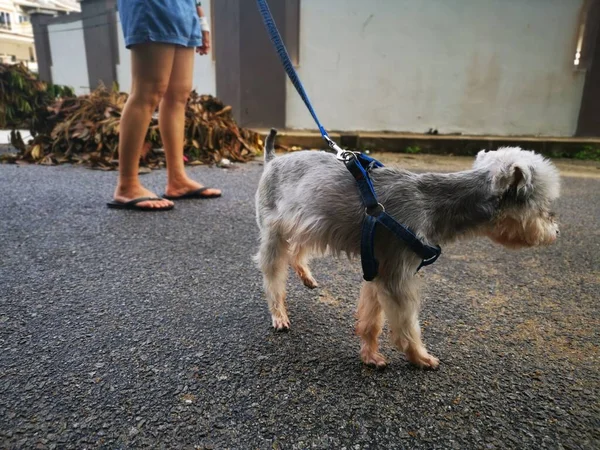 Unbekannte Gehen Mit Schnauzer Hund Spazieren — Stockfoto
