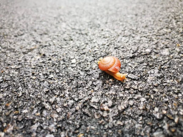 Tiny Snail Crawling Center Street — Stock Photo, Image