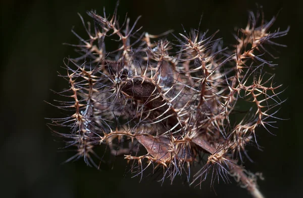 Close Shot Dried Twig Hairy Thorn — Stock Photo, Image