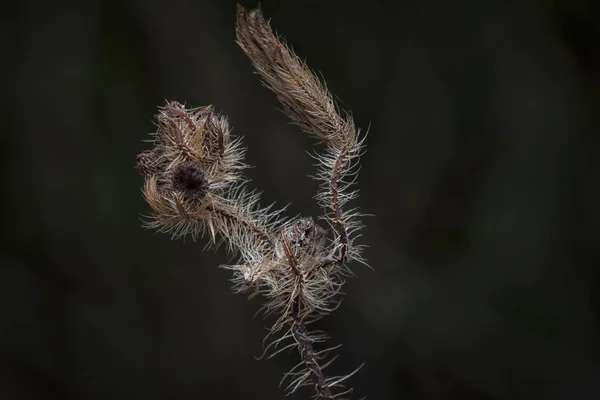 Colpo Vicino Del Ramoscello Asciugato Spina Pelosa — Foto Stock