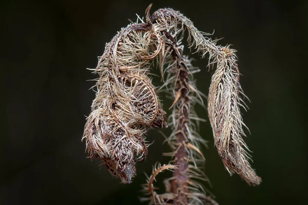 Close Shot Van Gedroogde Twijgharige Doorn — Stockfoto