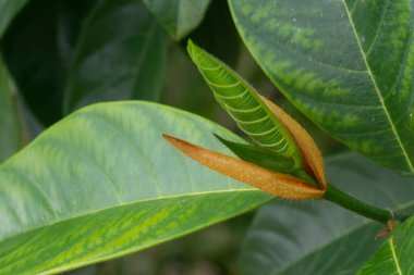 Yakın çekim taze artocarpus heterphyllus yaprakları.