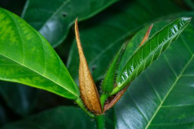 Yakın çekim taze artocarpus heterphyllus yaprakları.