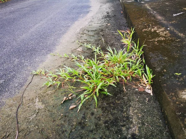 Wild Axonopus Compressus Grass Roadside — Stock Photo, Image