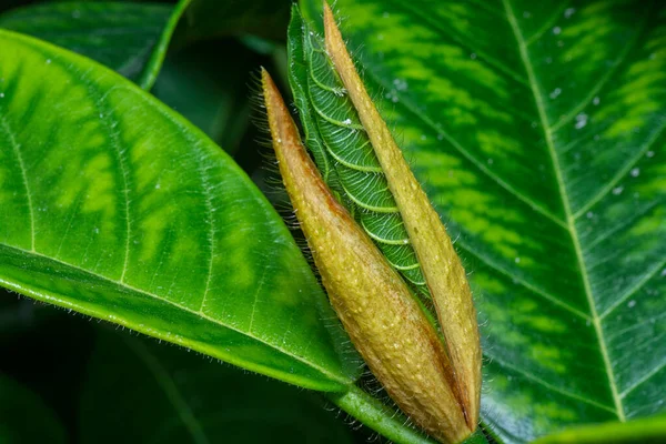 Tiro Cercano Hojas Frescas Artocarpus Heterphyllus Shoot — Foto de Stock