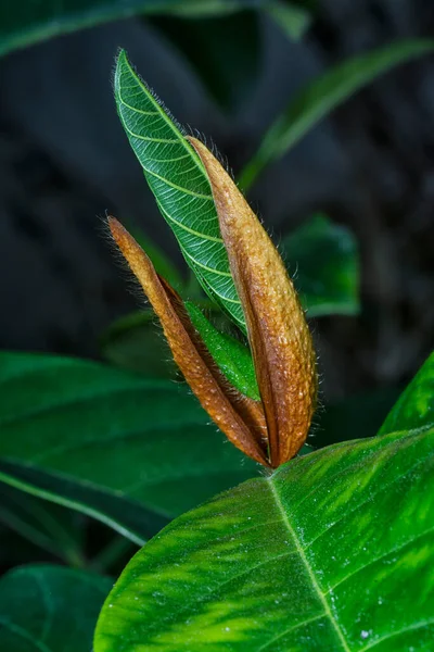 Tiro Perto Folhas Tiro Artocarpus Heterphyllus Fresco — Fotografia de Stock