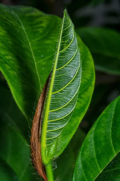 Nahaufnahme Der Frischen Blätter Des Artocarpus Heterphyllus — Stockfoto