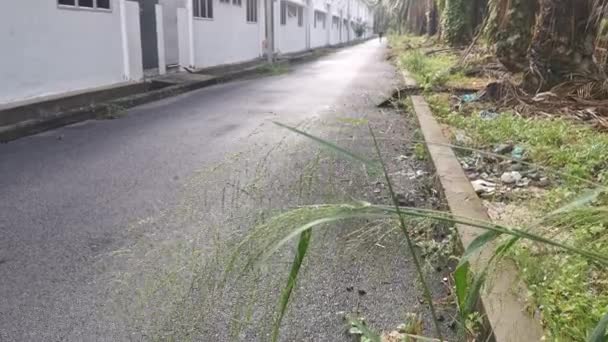 Wild Enkele Cluster Van Bunchgrass Groeien Door Berm — Stockvideo