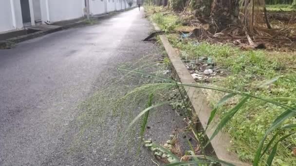 Racimo Único Salvaje Pasto Racimo Que Crece Junto Carretera — Vídeos de Stock