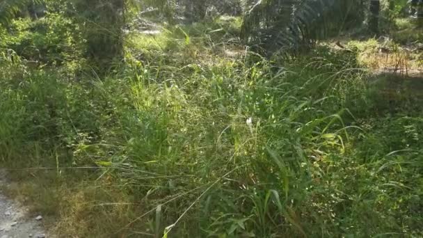 Wild Enkele Cluster Van Bunchgrass Groeien Door Berm — Stockvideo