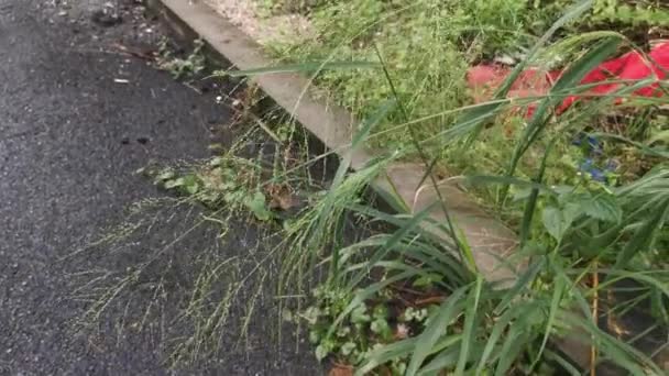 Wild Enkele Cluster Van Bunchgrass Groeien Door Berm — Stockvideo