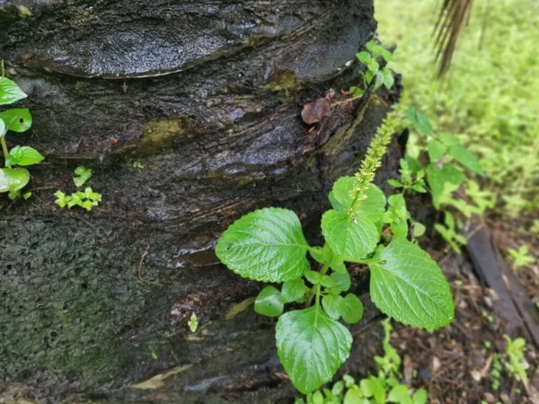 Ağaç Gövdesinden Filizlenen Yeşil Koleus Lamiaceae Bitkisi — Stok fotoğraf