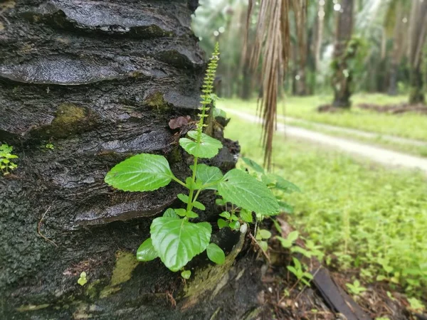 Planta Verde Selvagem Coleus Lamiaceae Brotando Tronco Árvore — Fotografia de Stock