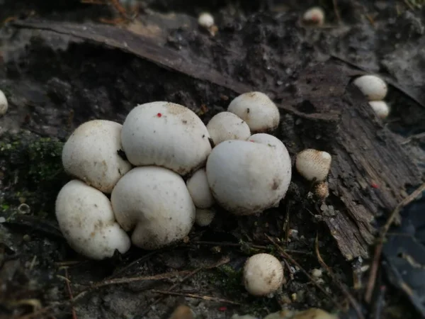 수없는 야생작은 퍼프볼 버섯이 땅에서 돋아나고 — 스톡 사진