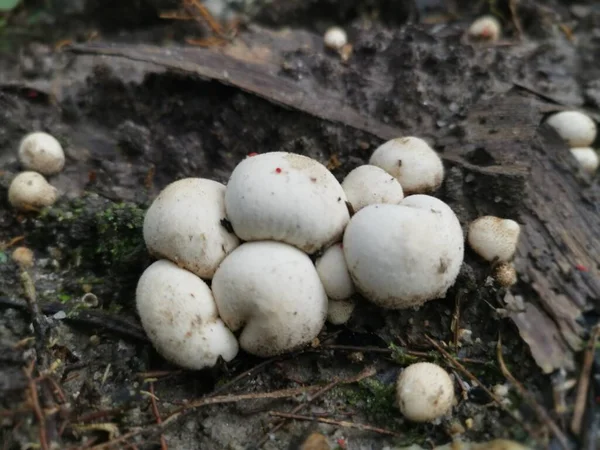 Unbekannt Viele Weiße Wilde Kleine Puffballpilze Die Aus Dem Boden — Stockfoto