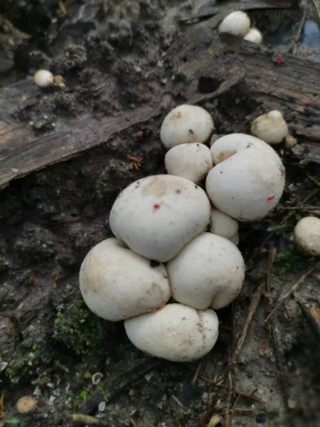 Unbekannt Viele Weiße Wilde Kleine Puffballpilze Die Aus Dem Boden — Stockfoto