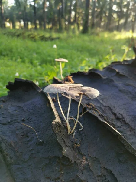 Wilde Weiße Holzpilze Oder Pilze Auf Abgestorbenem Stamm — Stockfoto