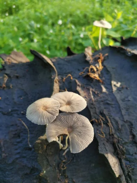 Wilde Weiße Holzpilze Oder Pilze Auf Abgestorbenem Stamm — Stockfoto