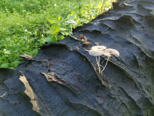 死んだ幹の上の野生の白い木の真菌やキノコ — ストック写真