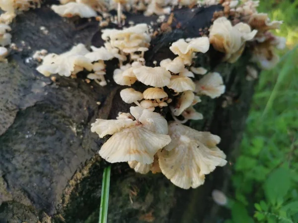 Wilde Weiße Holzpilze Oder Pilze Auf Abgestorbenem Stamm — Stockfoto