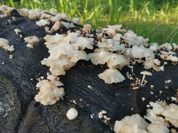 Funghi Selvatici Legno Bianco Funghi Sul Tronco Morto — Foto Stock